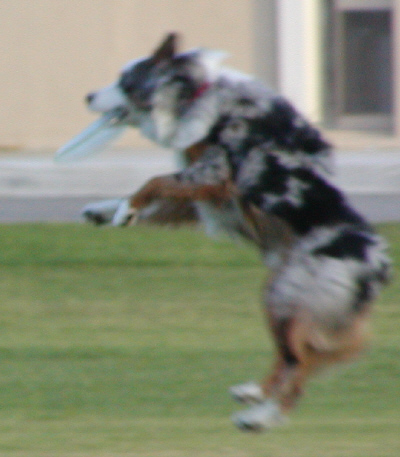Bandit